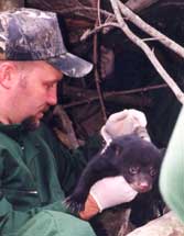 Bear Cub #3