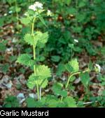 Garlic Mustard 