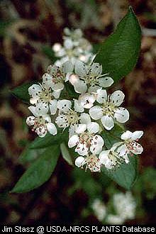 Serviceberries