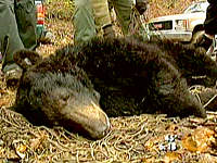 TRACKING W.Va. BEARS