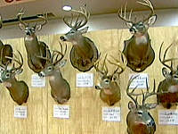 Trophy Deer