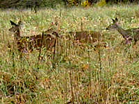 W.Va. Wildlife from Eyewitness News