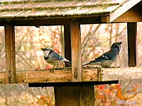 W.Va. Wildlife from Eyewitness News